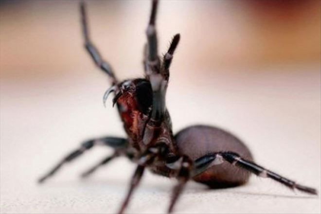 Felç tedavisinde umut, örümcek zehri olabilir