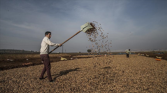 Suriyeliler ekmeğini yer fıstığı tarlalarında çalışarak çıkarıyor