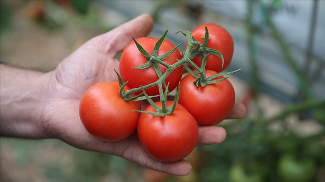 Rusya´nın Türkiye´den domates kotası 100 bin tona çıktı