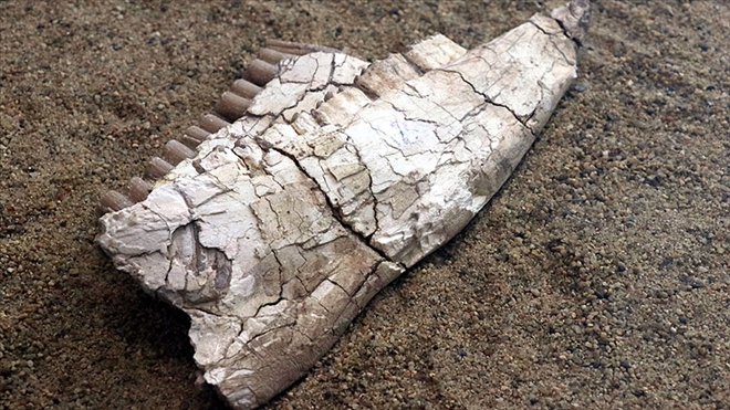 Kayseri´nin 7,5 milyon yıllık fosilleri sergileniyor