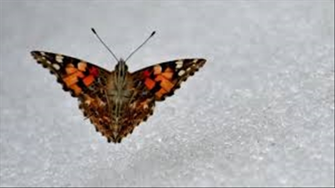 Kar üzerinde kelebekler şaşkınlığa yol açtı