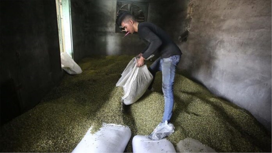 İsrail, Filistin’in tarım ürünlerinin ihracatına engel oluyor..