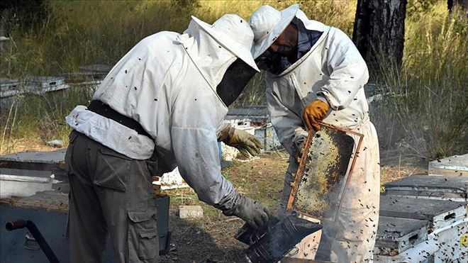 Arıcılara 60 milyon liralık destek