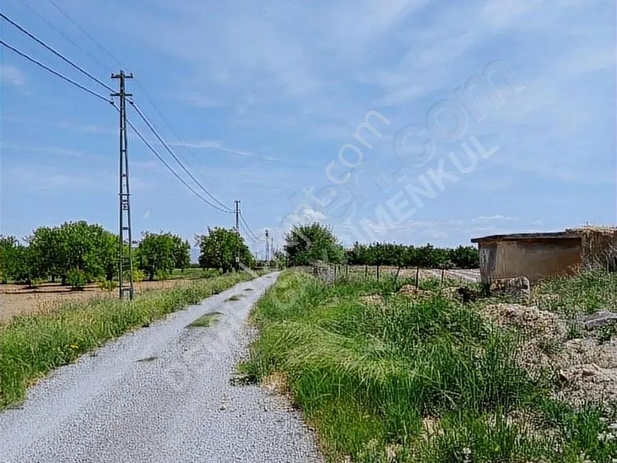 Kaymakam Kırkpınar’da Çitleri Söküp Ağaçları Kestirdi! Neden Sadece Burası? 